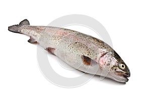 Rainbow trout