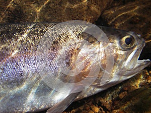 Rainbow Trout