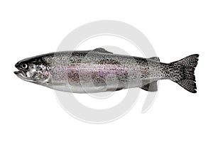 Rainbow trout