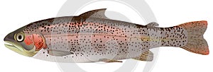 Rainbow trout photo