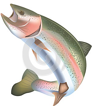 Rainbow trout