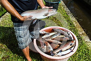 Rainbow Trout