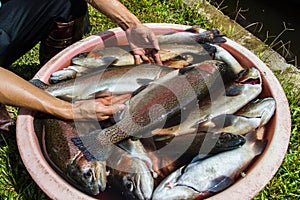 Rainbow Trout