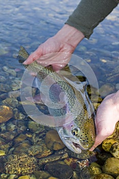 Rainbow trout