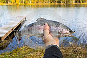 Rainbow trout in angler hand