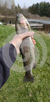 Rainbow trout being held