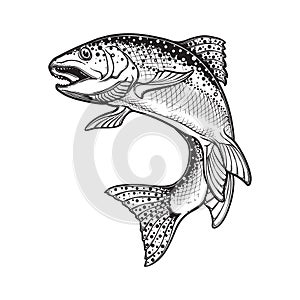 Rainbow trout black and white sketch photo