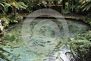 Rainbow trout breeding pond