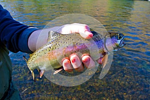 Rainbow Trout Catch Release