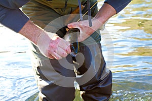 Rainbow Trout Catch Release