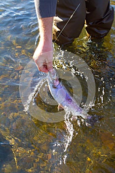 Rainbow Trout Catch Release