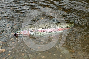 A rainbow trout caught on a fly fishing lure