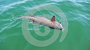 Rainbow trout caught while fly fishing in Wyoming