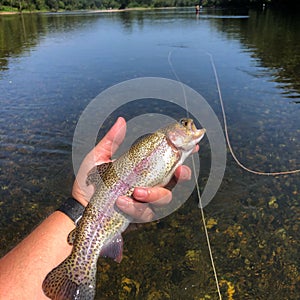 Rainbow Trout caught on a large river