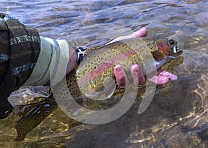 Rainbow Trout Caught & Released Fly Fishing On Colorado River