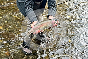 Rainbow trout caught on the Russian River, Alaska