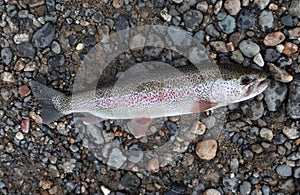 Rainbow trout caught in the Willow River, Alaska