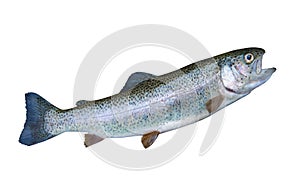 Rainbow Trout with Clipping Path