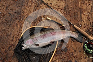 Rainbow trout