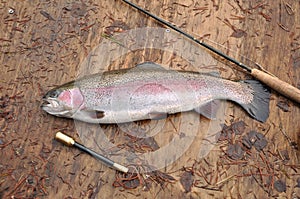 Rainbow trout