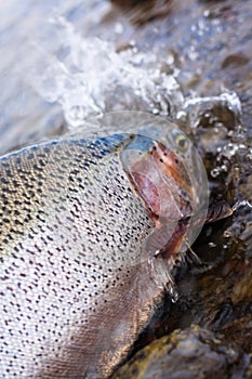 Rainbow trout detail photo