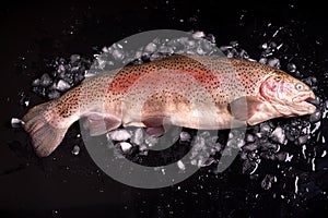 Rainbow trout entirely on crushed ice on a dark background