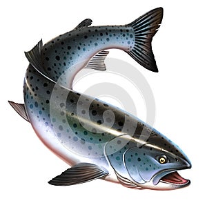 Rainbow trout fish big realistic isolated.