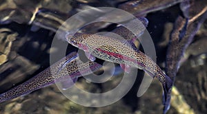 Rainbow trout at a fish hatchery.