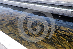 Rainbow trout in fish hatchery in California, USA