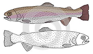 Rainbow trout fish icon isolated, hand drawing. Set of beautiful fish in color and white with black. Vector illustration