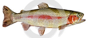 Rainbow trout fish. Isolated on a white background Oncorhynchus mykiss