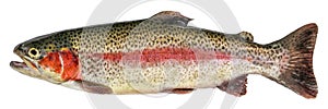 Rainbow trout fish isolated on white background. Side view photo