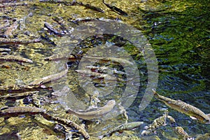 Rainbow trout in fish pens of the Hatchery at Bonneville Dam