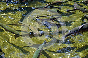 Rainbow trout in fish pens of the Hatchery at Bonneville Dam