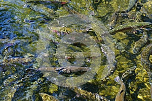 Rainbow trout in fish pens of the Hatchery at Bonneville Dam