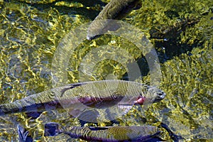 Rainbow trout in fish pens of the Hatchery at Bonneville Dam