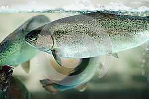 Rainbow trout fish swimming in aquarium, pisciculture, aquaculture , live fish for sale in supermarket