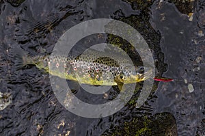 Rainbow trout fish in water of mountain river in Norway