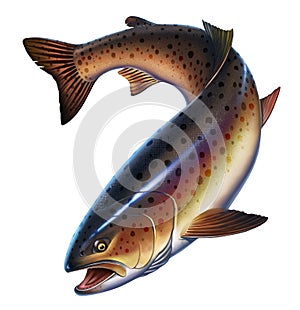 Rainbow trout fish on white background.
