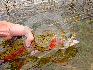 Rainbow Trout, Fly Fishing