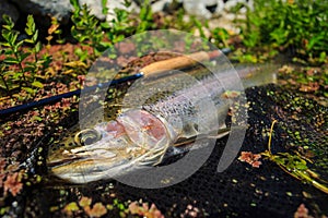 Rainbow trout in grass