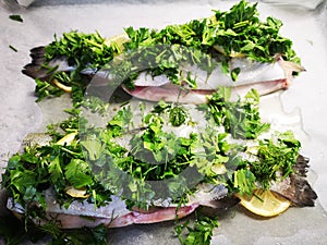 Rainbow trout in herbs. Artistic look in colours.