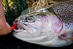 Rainbow trout on a hook