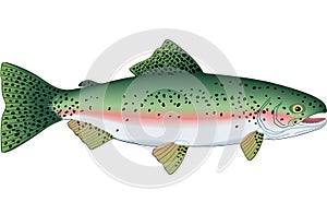 Rainbow Trout Illustration