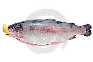 Rainbow trout isolate, fresh large river trout with lemon in mouth on white background, cooking recipe, cook fish