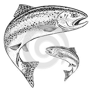 Rainbow Trout Jumping