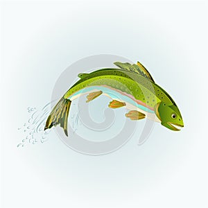 Rainbow trout jumping vector