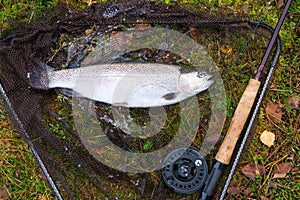 Rainbow trout like a fly fishing trophy