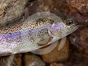 Rainbow Trout Macro