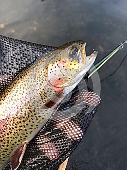 Rainbow trout in a net with hook still in mouth